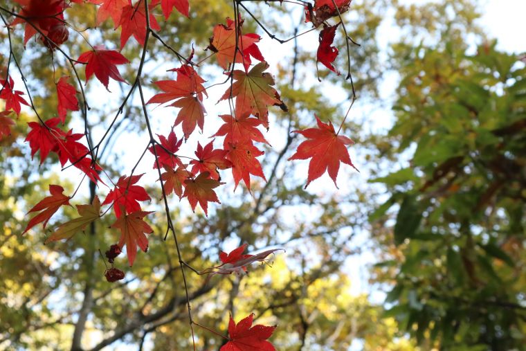 紅葉狩りへ行こう！